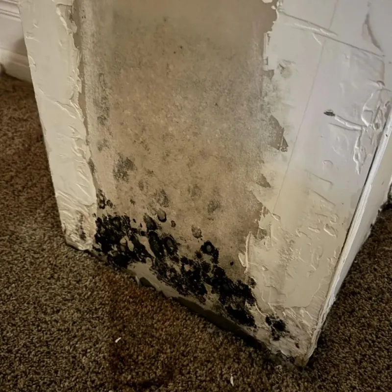 Professional Mold Removal in West Burlington, IA
